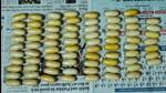 The cocaine seized by Mumbai Police. (Sourced image.) The cocaine seized by Mumbai Police. (Sourced image.)