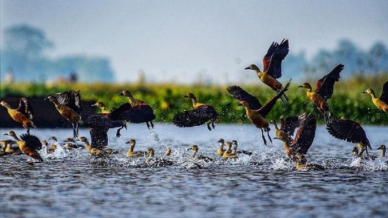 May 11 is observed all over as World Migratory Bird Day, a day when the spotlight is on the protection of migratory birds and their habitats. (Instagram/@dhrubazaan)