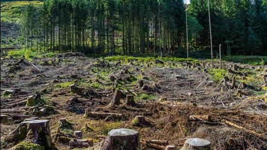 The declaration is a global framework to halt deforestation and forest degradation and contribute to the implementation of the 2030 Agenda for Sustainable Development. (Getty Images) The declaration is a global framework to halt deforestation and forest degradation and contribute to the implementation of the 2030 Agenda for Sustainable Development. (Getty Images)
