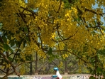 Golden shower trees, locally known as Bahava and Amaltas, add a dash of romance to the Mumbai cityscape. (Satish Bate/HT Photo) Golden shower trees, locally known as Bahava and Amaltas, add a dash of romance to the Mumbai cityscape. (Satish Bate/HT Photo)