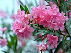 Effects of oleander toxicity include nausea, diarrhoea, vomiting, rashes, confusion, dizziness, an irregular heartbeat, a slow heartbeat, and, in extreme cases, death.(Unspalsh) Effects of oleander toxicity include nausea, diarrhoea, vomiting, rashes, confusion, dizziness, an irregular heartbeat, a slow heartbeat, and, in extreme cases, death.(Unspalsh)