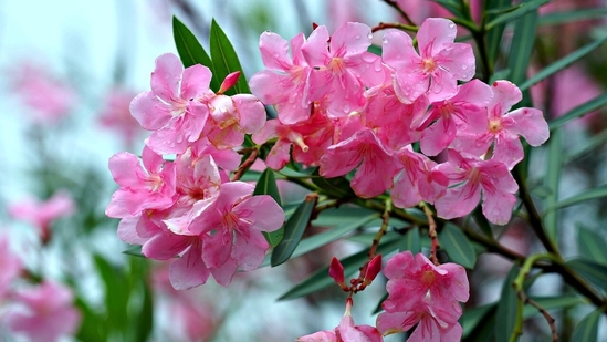 Effects of oleander toxicity include nausea, diarrhoea, vomiting, rashes, confusion, dizziness, an irregular heartbeat, a slow heartbeat, and, in extreme cases, death.(Unspalsh) Effects of oleander toxicity include nausea, diarrhoea, vomiting, rashes, confusion, dizziness, an irregular heartbeat, a slow heartbeat, and, in extreme cases, death.(Unspalsh)