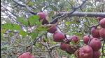 Education minister Rohit Thakur on Saturday claimed that the apple growers have been marginalised due to the “anti-people” policies of the BJP. (HT File) Education minister Rohit Thakur on Saturday claimed that the apple growers have been marginalised due to the “anti-people” policies of the BJP. (HT File)