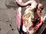 One of the downed flamingos. HT Photo One of the downed flamingos. HT Photo