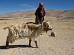 A nomadic pastoralist of the Changpa community with a goat walks along the barren Tsaga La Pass in India's union territory of Ladakh on May 19, 2024. (Photo by Tauseef MUSTAFA / AFP)(AFP) A nomadic pastoralist of the Changpa community with a goat walks along the barren Tsaga La Pass in India's union territory of Ladakh on May 19, 2024. (Photo by Tauseef MUSTAFA / AFP)(AFP)