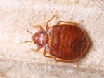 Bed bugs have shown a recent and rapid global expansion. (Shutterstock) Bed bugs have shown a recent and rapid global expansion. (Shutterstock)
