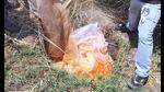 Excise department destroys 15,000 litres of lahan after conducting raids in different villages of Ludhiana on Tuesday. (HT Photo) Excise department destroys 15,000 litres of lahan after conducting raids in different villages of Ludhiana on Tuesday. (HT Photo)
