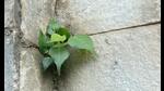 “It all began when my gardener refused to pull out a peepal (ficus religiosa, or sacred fig) sapling growing out of a crevice in my boundary wall.” (Prerna Jain) “It all began when my gardener refused to pull out a peepal (ficus religiosa, or sacred fig) sapling growing out of a crevice in my boundary wall.” (Prerna Jain)