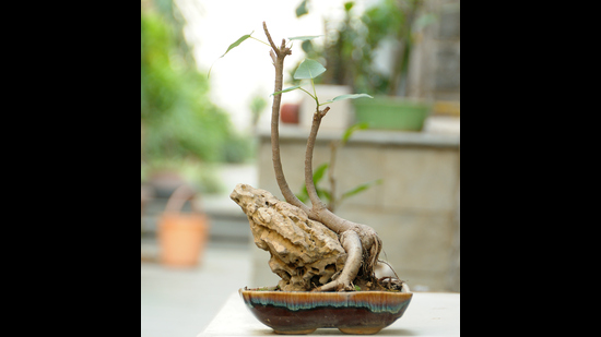 “Now, I look around my garden and see many peepal bonsais everywhere” (Prerna Jain) “Now, I look around my garden and see many peepal bonsais everywhere” (Prerna Jain)