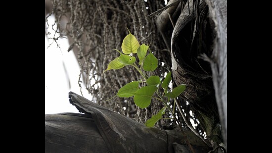 “The resulting sapling enjoyed the hospitable environment and didn’t just survive, it began competing with the palm for space and resources.” (Prerna Jain) “The resulting sapling enjoyed the hospitable environment and didn’t just survive, it began competing with the palm for space and resources.” (Prerna Jain)