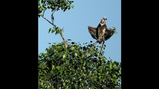 “Not only do these large trees produce tons of oxygen, they shelter a whole ecosystem and are home to birds, squirrels, insects, and microbes.” (Prerna Jain) “Not only do these large trees produce tons of oxygen, they shelter a whole ecosystem and are home to birds, squirrels, insects, and microbes.” (Prerna Jain)