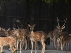 This proliferating population of spotted deer is damaging mangroves in the Andaman Islands, reports an April 2024 study by researchers from the Wildlife Institute of India. (Representative Image/Ravi Choudhary/HT PHOTO) This proliferating population of spotted deer is damaging mangroves in the Andaman Islands, reports an April 2024 study by researchers from the Wildlife Institute of India. (Representative Image/Ravi Choudhary/HT PHOTO)