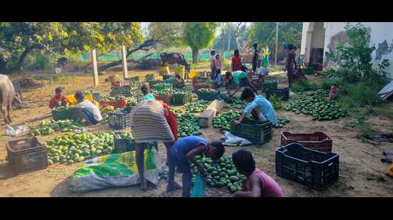 Farmers in Sitapur gather mangoes that fell due to the storm on Thursday night. (HT) Farmers in Sitapur gather mangoes that fell due to the storm on Thursday night. (HT)