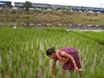 Farmers' distress in India is a profound socio-economic issue deeply rooted in systemic challenges. (AP File Photo) Farmers' distress in India is a profound socio-economic issue deeply rooted in systemic challenges. (AP File Photo)