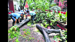 As per officials, citizens in PMC limits can contact 101, 020-26561706 or 020-26451707 to seek permission to trim branches or remove dangerous trees. (HT PHOTO) As per officials, citizens in PMC limits can contact 101, 020-26561706 or 020-26451707 to seek permission to trim branches or remove dangerous trees. (HT PHOTO)