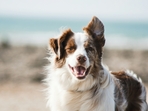 Understanding your dog's behaviour is key to preventing bites. (Unsplash) Understanding your dog's behaviour is key to preventing bites. (Unsplash)