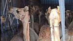 The rescued camels in Gopalganj, Bihar. The rescued camels in Gopalganj, Bihar.