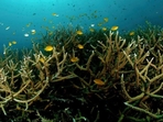 Dead coral reefs off the Indian coast.(Sumer Verma) Dead coral reefs off the Indian coast.(Sumer Verma)