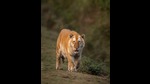 Assam’s lone golden tiger, at Kaziranga National Park. (Gaurav Ramnarayanan) Assam’s lone golden tiger, at Kaziranga National Park. (Gaurav Ramnarayanan)