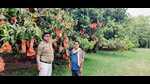 Horticulture department official along with farmer at a Mango orchard. (HT PHOTO) Horticulture department official along with farmer at a Mango orchard. (HT PHOTO)