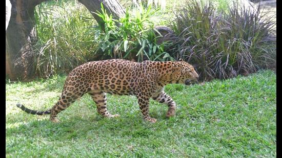 A leopard allegedly killed three cattle and attacked other domestic animals on Saturday near the outskirts of Ghamroj village in Sohna. (Representational Image) A leopard allegedly killed three cattle and attacked other domestic animals on Saturday near the outskirts of Ghamroj village in Sohna. (Representational Image)
