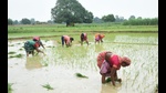 Women farmers working in their fields in Prayagraj. (HT FIle) Women farmers working in their fields in Prayagraj. (HT FIle)