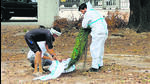 A dead peacock being given a burial. (HT Photo) A dead peacock being given a burial. (HT Photo)