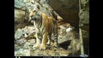 A tiger spotted in Lalitpur forests through trap cameras. (Sourced) A tiger spotted in Lalitpur forests through trap cameras. (Sourced)