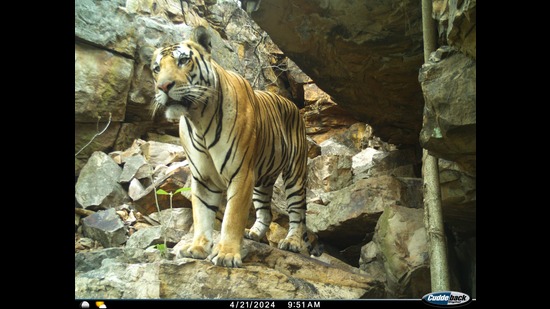 A tiger spotted in Lalitpur forests through trap cameras. (Sourced) A tiger spotted in Lalitpur forests through trap cameras. (Sourced)