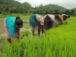 Agriculture Agriculture