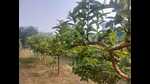 Espalier technique being tried out in a Guava orchard in Prayagraj. (HT PHOTO) Espalier technique being tried out in a Guava orchard in Prayagraj. (HT PHOTO)