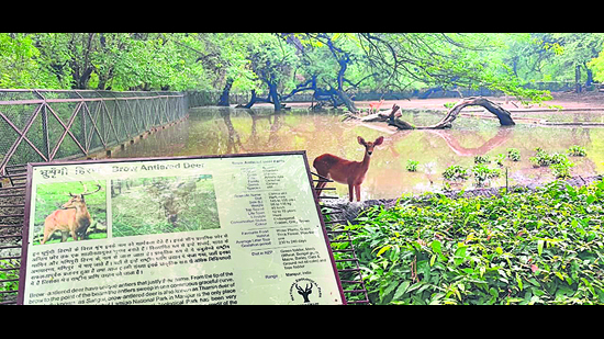 Waterlogging in the deer enclosure on Friday. (HT Photo) Waterlogging in the deer enclosure on Friday. (HT Photo)