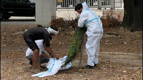 The forest official added that heatstroke, however, is not the only reason behind the deaths, with post-mortem also revealing pneumonia and hepatosis. (HT Photo) The forest official added that heatstroke, however, is not the only reason behind the deaths, with post-mortem also revealing pneumonia and hepatosis. (HT Photo)
