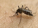The Zika virus is transmitted through the bite of an infected Aedes mosquito and indoor breeding of the mosquito is a cause for concern, said officials. (HT PHOTO) The Zika virus is transmitted through the bite of an infected Aedes mosquito and indoor breeding of the mosquito is a cause for concern, said officials. (HT PHOTO)