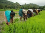 Agriculture Agriculture