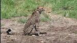 This is the second cheetah death in August. (File photo) This is the second cheetah death in August. (File photo)