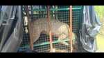 The wolf which was captured on Thursday (Sourced) The wolf which was captured on Thursday (Sourced)