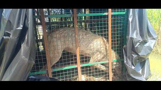 The wolf which was captured on Thursday (Sourced) The wolf which was captured on Thursday (Sourced)