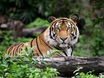 Project Tiger is a wildlife conservation project launched by the Government of India on April 1st 1973 to protect the Bengal tiger and its habitats. (Photo: Shutterstock) Project Tiger is a wildlife conservation project launched by the Government of India on April 1st 1973 to protect the Bengal tiger and its habitats. (Photo: Shutterstock)