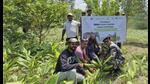 Saplings of rough lemon being planted by wildlife experts. (Sourced) Saplings of rough lemon being planted by wildlife experts. (Sourced)