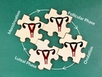 The follicular phase is the first half of the menstrual cycle, leading up to ovulation. The follicular phase is the first half of the menstrual cycle, leading up to ovulation.