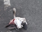 The migratory birds sustain severe injuries after becoming disoriented due to the bright streetlights along the Nerul Jetty The migratory birds sustain severe injuries after becoming disoriented due to the bright streetlights along the Nerul Jetty