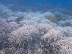 Bleached Porites corals. (HT Photo) Bleached Porites corals. (HT Photo)