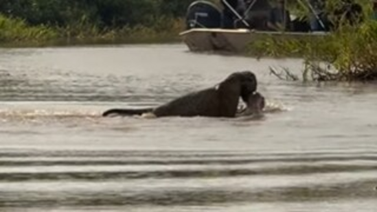A viral video shows a jaguar stealthily hunting a crocodile, dragging it underwater, and emerging victorious.(Instagram/@jaguarecologicalreserve)