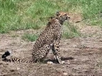 Three cheetahs died in just over a month last year in Madhya Pradesh's Kuno National Park. (File photo) Three cheetahs died in just over a month last year in Madhya Pradesh's Kuno National Park. (File photo)