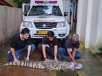 A 9-foot-long crocodile was rescued in Mulund by RAWW and the Mumbai forest department (Photo credit: Yogesh Naik/Hindustan Times) A 9-foot-long crocodile was rescued in Mulund by RAWW and the Mumbai forest department (Photo credit: Yogesh Naik/Hindustan Times)