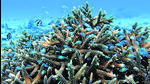 An aggregation of damsel fish in the thickets of a branching Acropora corals in Agatti. (Alvin Anto) An aggregation of damsel fish in the thickets of a branching Acropora corals in Agatti. (Alvin Anto)