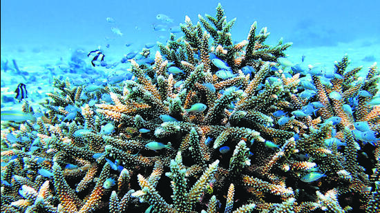 An aggregation of damsel fish in the thickets of a branching Acropora corals in Agatti. (Alvin Anto)