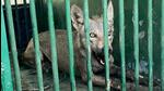 Another wolf, part of a pack which has allegedly killed several people, after being captured by forest department personnel, in Bahraich district, on Tuesday. (PTI) Another wolf, part of a pack which has allegedly killed several people, after being captured by forest department personnel, in Bahraich district, on Tuesday. (PTI)