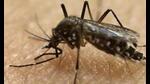 Zika is mostly a mosquito-borne viral infection transmitted by Aedes mosquitoes. It can also be transmitted to foetus during pregnancy, through sexual contact, blood transfusion and organ transplantation. (AP) Zika is mostly a mosquito-borne viral infection transmitted by Aedes mosquitoes. It can also be transmitted to foetus during pregnancy, through sexual contact, blood transfusion and organ transplantation. (AP)